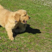 bear, a  Golden Retriever for sale in Knoxville, AR – Photo 7 of 8