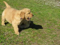 bear, a male Golden Retriever for sale in Knoxville, AR – Photo 7 of 8