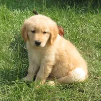 bear, a  Golden Retriever for sale in Knoxville, AR – Photo 4 of 8