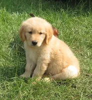 bear, a male Golden Retriever for sale in Knoxville, AR – Photo 4 of 8