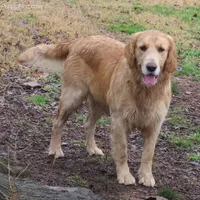 bear, a  Golden Retriever for sale in Knoxville, AR – Photo 6 of 8