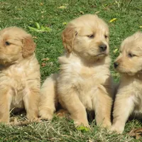 Brittney, a  Golden Retriever for sale in Knoxville, AR – Photo 2 of 6