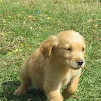 Brittney, a  Golden Retriever for sale in Knoxville, AR – Photo 3 of 6