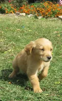 Brittney, a female Golden Retriever for sale in Knoxville, AR – Photo 3 of 6