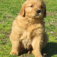 Brittney, a  Golden Retriever for sale in Knoxville, AR – Photo 1 of 6