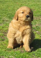 Brittney, a female Golden Retriever for sale in Knoxville, AR – Photo 1 of 6