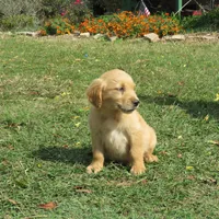 Brittney, a  Golden Retriever for sale in Knoxville, AR – Photo 4 of 6