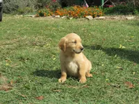 Brittney, a female Golden Retriever for sale in Knoxville, AR – Photo 4 of 6