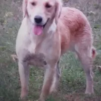 Brittney, a  Golden Retriever for sale in Knoxville, AR – Photo 5 of 6