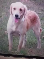 Brittney, a female Golden Retriever for sale in Knoxville, AR – Photo 5 of 6