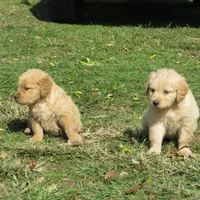 Sugar, a  Golden Retriever for sale in Knoxville, AR – Photo 2 of 8