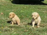 Sugar, a female Golden Retriever for sale in Knoxville, AR – Photo 2 of 8