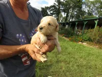 Sugar, a female Golden Retriever for sale in Knoxville, AR – Photo 8 of 8