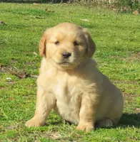 Sugar, a female Golden Retriever for sale in Knoxville, AR – Photo 3 of 8
