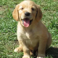 Sugar, a  Golden Retriever for sale in Knoxville, AR – Photo 4 of 8