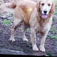 Sugar, a  Golden Retriever for sale in Knoxville, AR – Photo 5 of 8