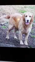 Sugar, a female Golden Retriever for sale in Knoxville, AR – Photo 5 of 8