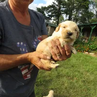 Sugar, a  Golden Retriever for sale in Knoxville, AR – Photo 7 of 8