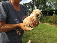 Sugar, a female Golden Retriever for sale in Knoxville, AR – Photo 7 of 8