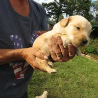 Sugar, a  Golden Retriever for sale in Knoxville, AR – Photo 6 of 8