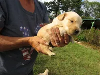 Sugar, a female Golden Retriever for sale in Knoxville, AR – Photo 6 of 8