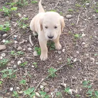 dainty blonde, a  Golden Retriever for sale in Knoxville, AR – Photo 1 of 4