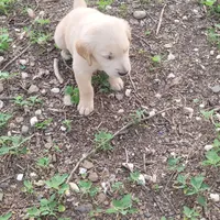 dainty blonde, a  Golden Retriever for sale in Knoxville, AR – Photo 2 of 4