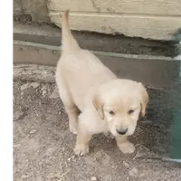 dainty blonde, a  Golden Retriever for sale in Knoxville, AR – Photo 3 of 4