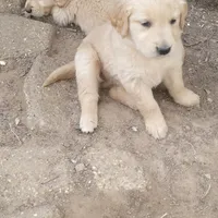 dainty blonde, a  Golden Retriever for sale in Knoxville, AR – Photo 4 of 4