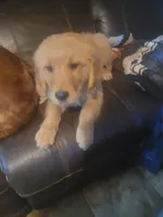 ember, a female Golden Retriever for sale in Knoxville, AR – Photo 2 of 3