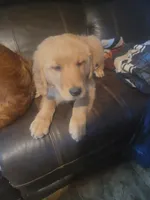 ember, a female Golden Retriever for sale in Knoxville, AR – Photo 1 of 3