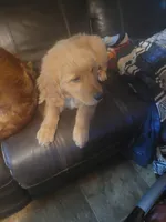 ember, a female Golden Retriever for sale in Knoxville, AR – Photo 3 of 3