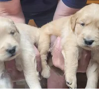 Jack, a  Golden Retriever for sale in Knoxville, AR – Photo 1 of 6