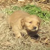 Jack, a  Golden Retriever for sale in Knoxville, AR – Photo 2 of 6