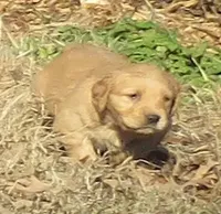 Jack, a male Golden Retriever for sale in Knoxville, AR – Photo 2 of 6