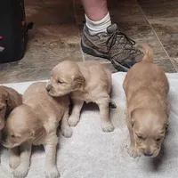 sunny, a  Golden Retriever for sale in Knoxville, AR – Photo 8 of 8