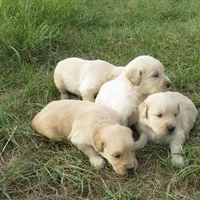 sunny, a  Golden Retriever for sale in Knoxville, AR – Photo 2 of 8