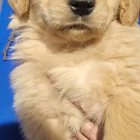 sunny, a  Golden Retriever for sale in Knoxville, AR – Photo 1 of 8