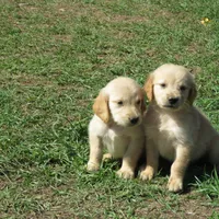 arkansas, a  Golden Retriever for sale in Knoxville, AR – Photo 7 of 9