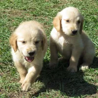 arkansas, a  Golden Retriever for sale in Knoxville, AR – Photo 2 of 9