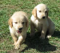 arkansas, a female Golden Retriever for sale in Knoxville, AR – Photo 2 of 9