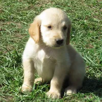 arkansas, a  Golden Retriever for sale in Knoxville, AR – Photo 3 of 9
