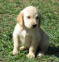 arkansas, a female Golden Retriever for sale in Knoxville, AR – Photo 3 of 9