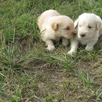 arkansas, a  Golden Retriever for sale in Knoxville, AR – Photo 4 of 9