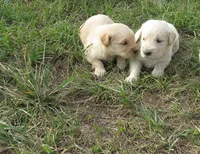 arkansas, a female Golden Retriever for sale in Knoxville, AR – Photo 4 of 9