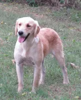 arkansas, a female Golden Retriever for sale in Knoxville, AR – Photo 6 of 9