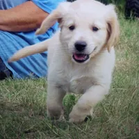 arkansas, a  Golden Retriever for sale in Knoxville, AR – Photo 8 of 9