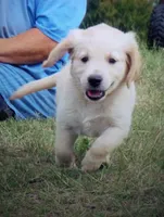 arkansas, a female Golden Retriever for sale in Knoxville, AR – Photo 8 of 9