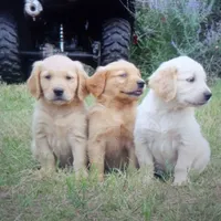 arkansas, a  Golden Retriever for sale in Knoxville, AR – Photo 1 of 9