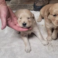 Buddy, a  Golden Retriever for sale in Knoxville, AR – Photo 3 of 5